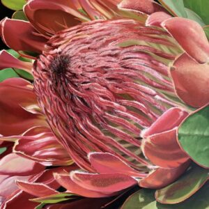 Protea Oil Painting by Melissa Eybers