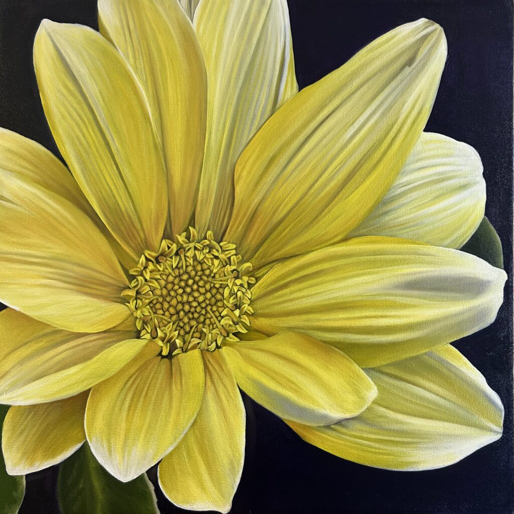 Yellow Gazania Oil Painting by Melissa Eybers