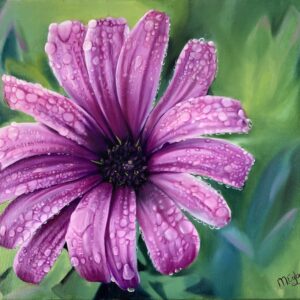 African daisy oil painting by Melissa Eybers
