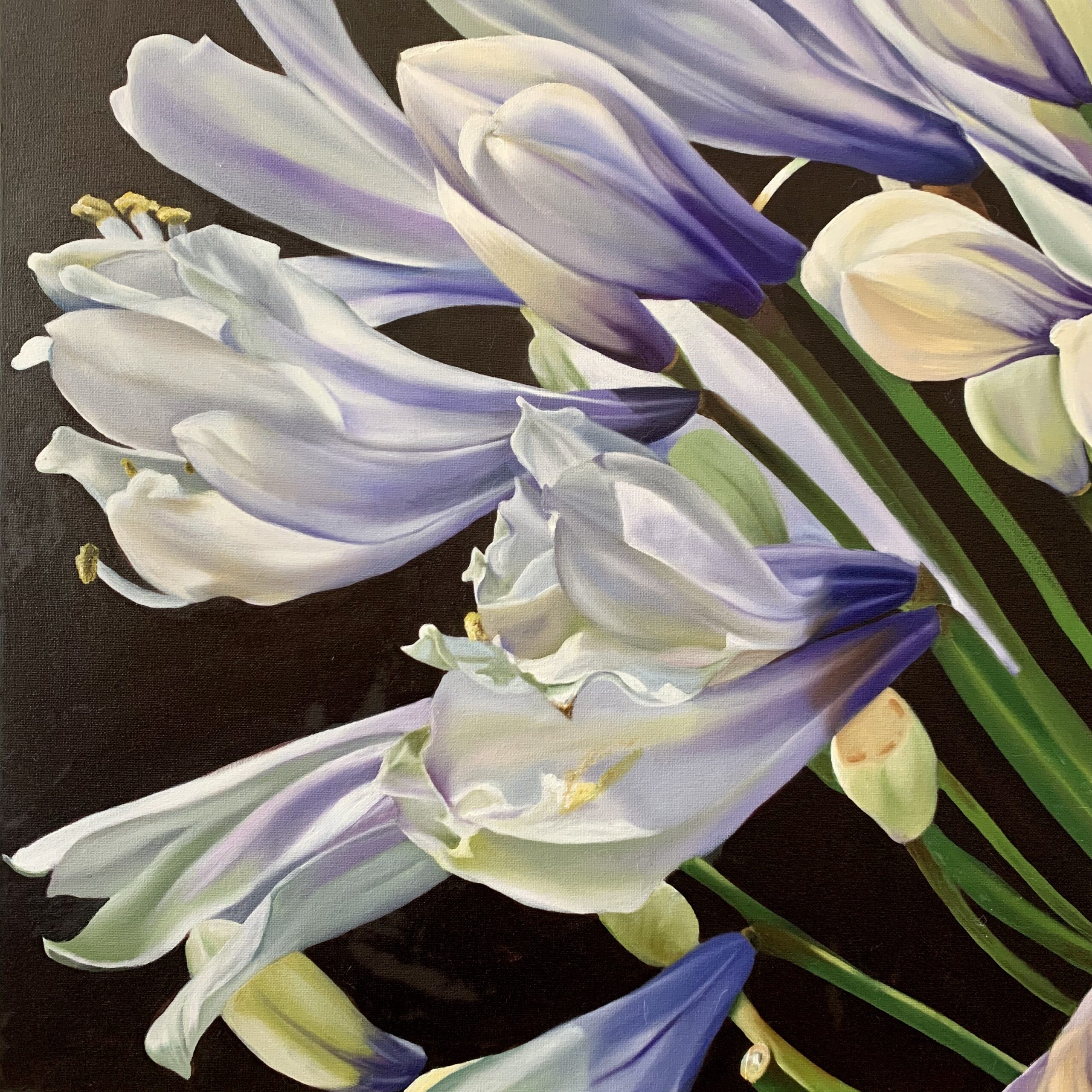 Agapanthus Closeup oil painting by Melissa Eybers