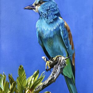 European Roller OIl Painting by Melissa Eybers