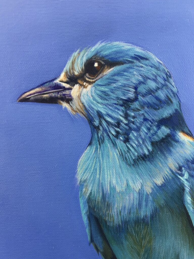 Close up of European Roller oil painting by Melissa Eybers